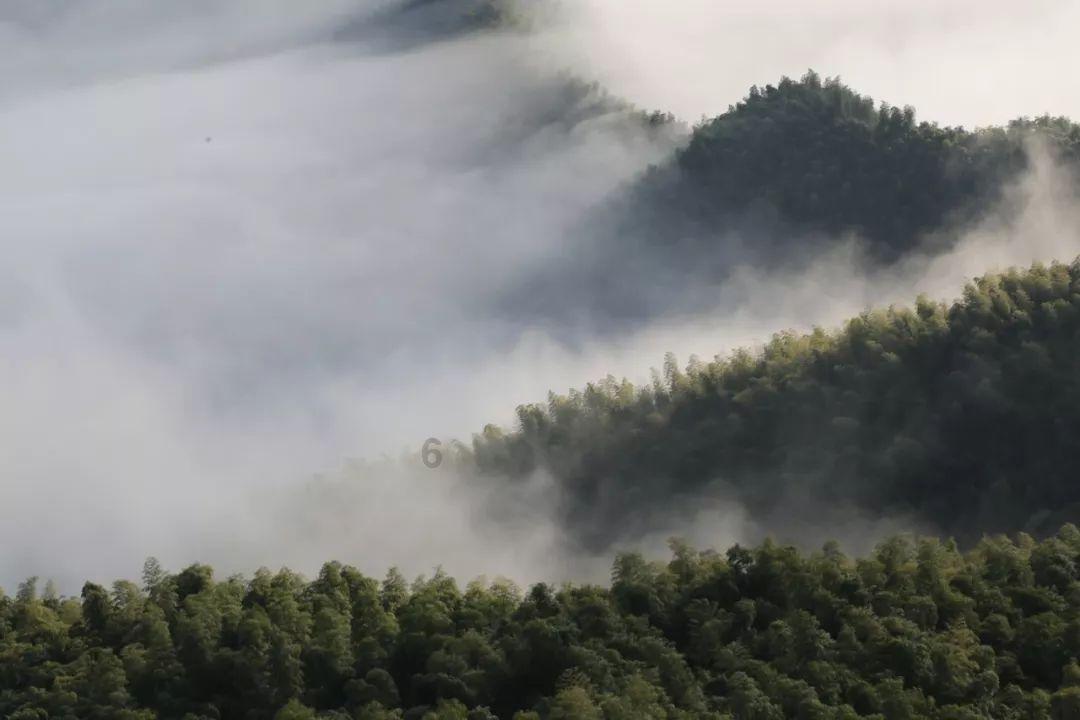 探秘鸡冠可以吃么?有么有毒啊?,解锁问题的答案宝藏